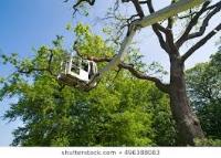 Tree Service Champaign Il Pros image 6